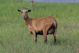Lesser Antilles Prints: Domestic Sheep, Barbados Blackbelly ewe
