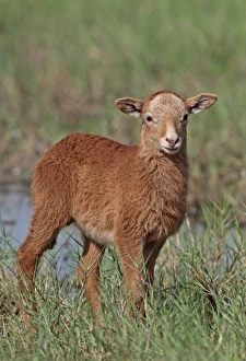 Lesser Antilles Prints: Domestic Sheep, Barbados Blackbelly lamb
