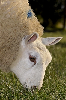 Beltex Prints: Domestic Sheep, Beltex, close-up of head, grazing grass in pasture, England, november