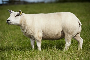 Domestic Sheep, Beltex ewe, standing in pasture, England, July