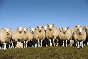 Domestic Sheep, Beltex, flock standing on hillside, England, november