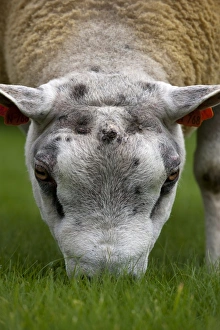 Rams Prints: Domestic Sheep, Beltex ram, close-up of head