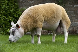 Domestic Sheep, Beltex ram, grazing on short grass, Cumbria, England, august