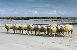 Sandy Prints: Domestic Sheep, Beltex rams, flock standing on sandy beach