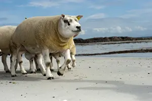 Sandy Prints: Domestic Sheep, Beltex rams, flock walking on sandy beach