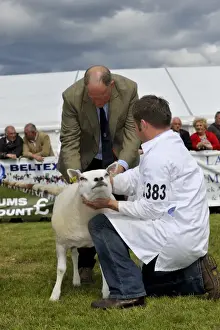 Shepherd Prints: Domestic Sheep, Beltex sheep being inspecting by judge at show