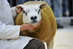 Mart Prints: Domestic Sheep, Beltex sheep, at pedigree show and sale, England, August