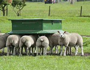 Feeder Prints: Domestic Sheep, Beltex sired lambs from Texel x Rouge ewes