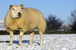 Domestic Sheep, Beltex, standing on snow covered pasture, Kirkby Stephen, Cumbria, England, winter