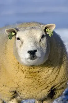 Domestic Sheep, Beltex, standing on snow covered pasture, close-up of head, Kirkby Stephen, Cumbria, England, winter
