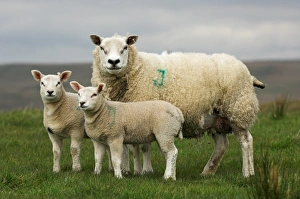 Domestic Sheep, Beltex x Texel ewe, with Beltex sired lambs, England