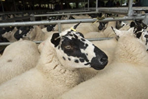 Flock Prints: Domestic Sheep, Beulah Speckled Face ewes
