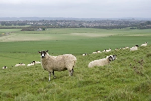 Hill Side Prints: Domestic Sheep, Beulah Speckled Face ewes