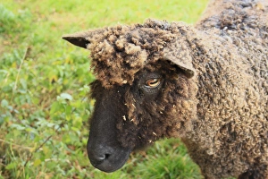 Wensleydale Prints: Domestic Sheep, Black Wensleydale
