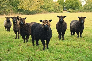 Wensleydale Prints: Domestic Sheep, Black Wensleydale