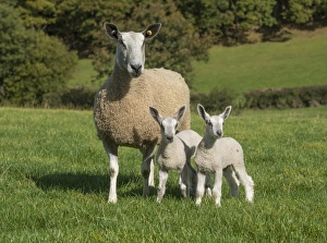 Lamb Prints: Domestic Sheep, Blue-faced Leicester