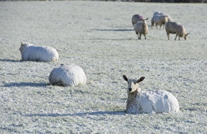 Pasture Prints: Domestic Sheep, Blue-faced Leicester