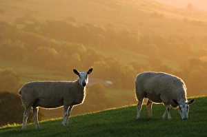 Domestic Sheep, Blue-faced Leicester, two ewes grazing on hillside, backlit by autumn sunlight, England