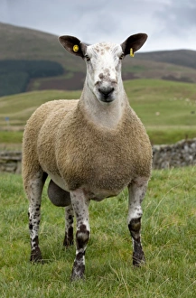 Domestic Sheep, Blue-faced Leicester, ram, standing in pasture, with ear tags, Cumbria, England, september