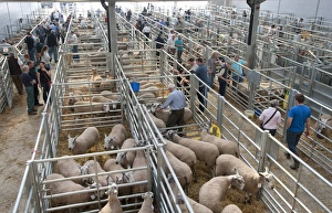 Domestic Sheep, Blue-faced Leicester, flock in pens, with farmers at livestock market, Welshpool Livestock Market, Powys, Wales, september