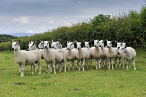 Flock Prints: Domestic Sheep, Blue-faced Leicester ewes