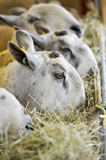 domestic sheep blue faced leicester rams Trending Item 6