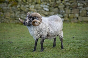 Rams Prints: Domestic Sheep, Boreray ram, standing in pasture