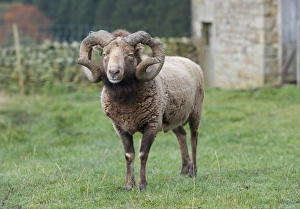 Rams Prints: Domestic Sheep, Castlemilk Moorit ram