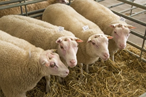 Mart Prints: Domestic Sheep, Charmoise, four adults