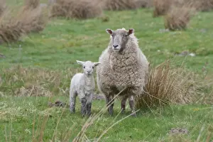 Mule Prints: Domestic Sheep, Charollais x Scottish Blackface ewe with Charollais sired lamb