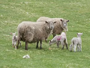 Domestic Sheep, Charollais x Scottish Blackface ewes with Charollais sired lambs, standing in pasture, Scotland, april