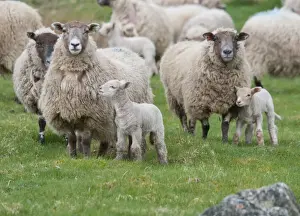 Domestic Sheep, Charollais x Scottish Blackface ewes with Charollais sired lambs, standing in pasture, Scotland, april