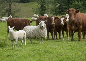 Mule Prints: Domestic Sheep, Cheviot mule, ewe with lamb