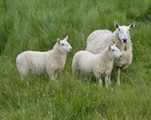 Mule Prints: Domestic Sheep, Cheviot mule, ewe with twin lambs