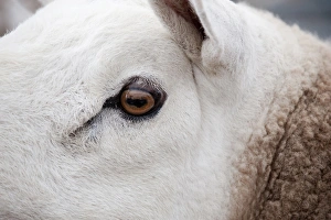 Domestic Sheep, Cheviot ram, close-up of head, England, june