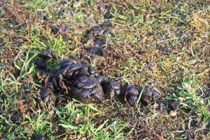 Dropping Prints: Domestic Sheep, close-up of droppings
