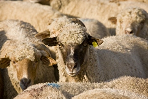 Rumania Prints: Domestic Sheep, communal flock