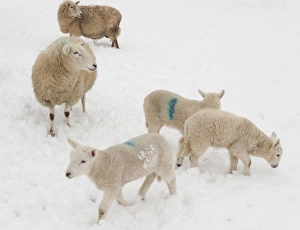 Lamb Prints: Domestic Sheep, crossbred ewes and lambs