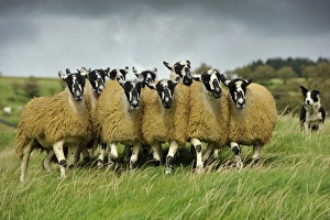 Mule Prints: Domestic Sheep, crossbred mule ewe lambs