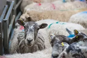 Mart Prints: Domestic Sheep, cull ewes, flock in pen at livestock market