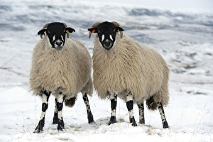 Moorland Prints: Domestic Sheep, Dalesbred, two ewes