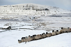 Domestic Sheep, Dalesbred flock, standing on snow covered moorland, near Pen-y-ghent, Yorkshire Dales N. P