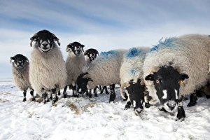 Domestic Sheep, Dalesbred flock, standing on snow covered moorland, near Pen-y-ghent, Yorkshire Dales N. P