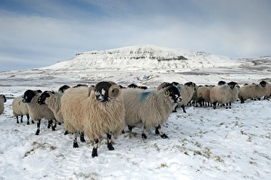Trending: Domestic Sheep, Dalesbred flock