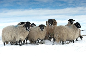 Domestic Sheep, Dalesbred flock, standing on snow covered moorland, near Pen-y-ghent, Yorkshire Dales N. P