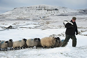 Trending: Domestic Sheep, Dalesbred, flock
