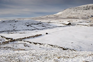 Domestic Sheep, Dalesbred, flock, with shepherd on quadbike leading off snow covered moorland onto lower pasture