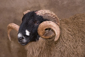 Trending: Domestic Sheep, Dalesbred ram, close-up of head
