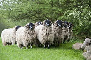Flock Prints: Domestic Sheep, Dalesbred yearling rams