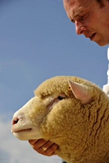 Domestic Sheep, Dorset Down ram, close-up of head, held by shepherd at show, England, august